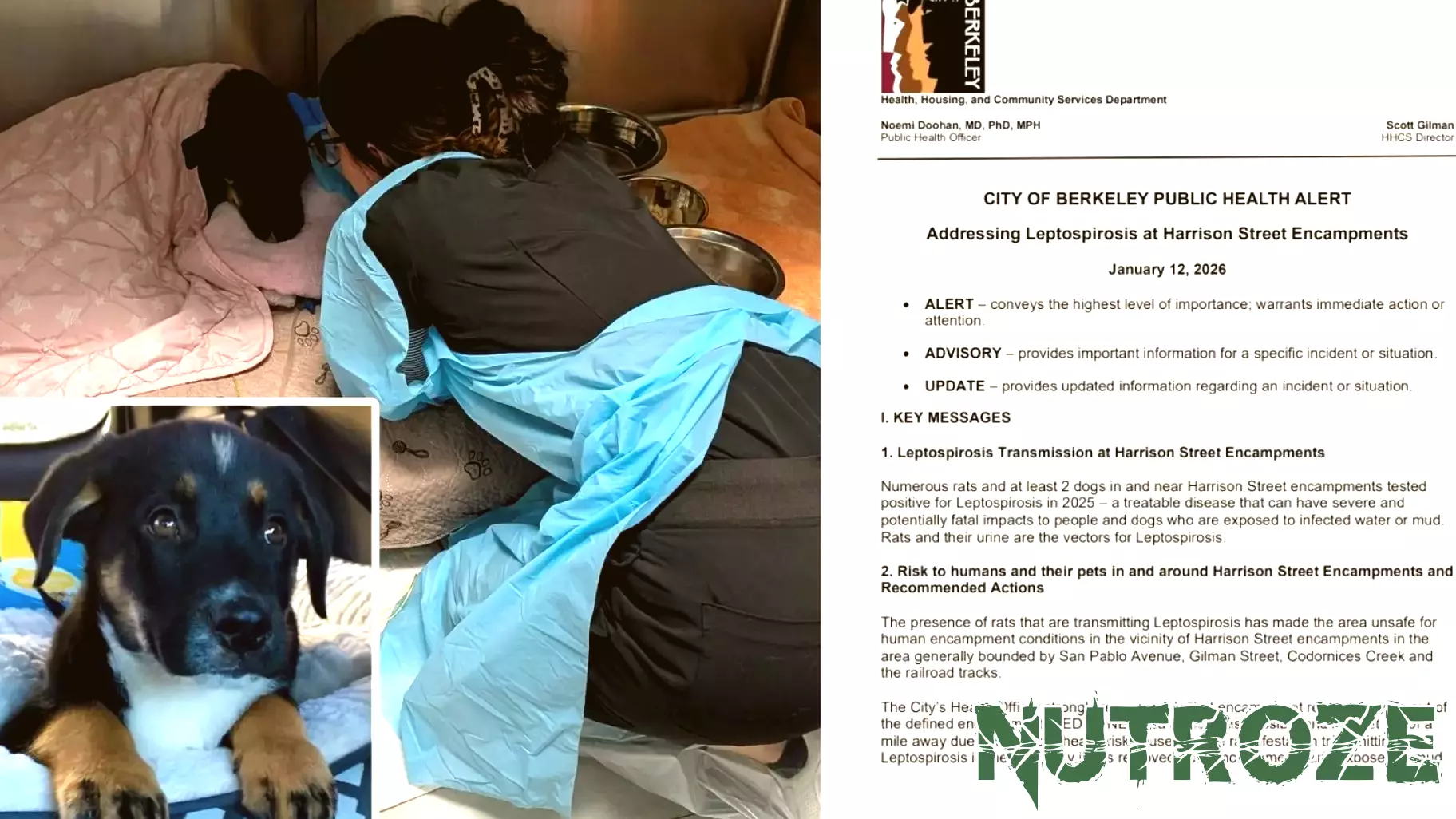 Bay Area veterinarians report spike in deadly, contagious disease affecting dogs