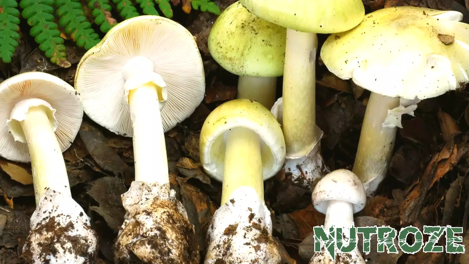 California urges people to avoid wild mushrooms after 4 deaths, 3 liver transplants