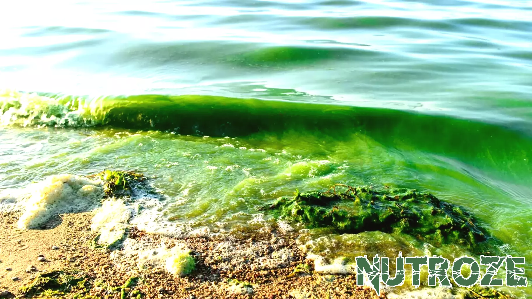 DOH-Leon Lifts Blue-Green Algae Health Alert for Pond Near Dorothy B. Oven Park - Florida Department of Health in Leon County