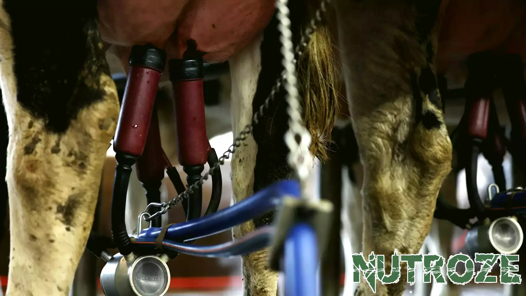 FDA Suspends Milk Quality Testing Amid Budget Cuts