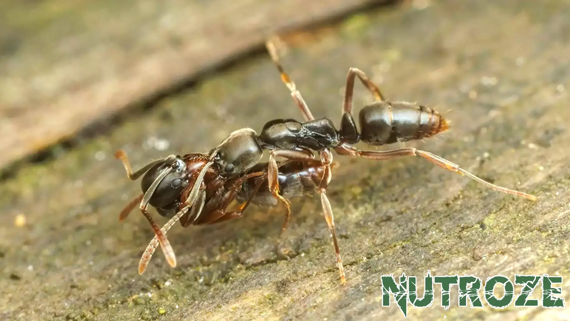 Stealthy Invasive Asian Needle Ant Threatens Public Health Across 19 States