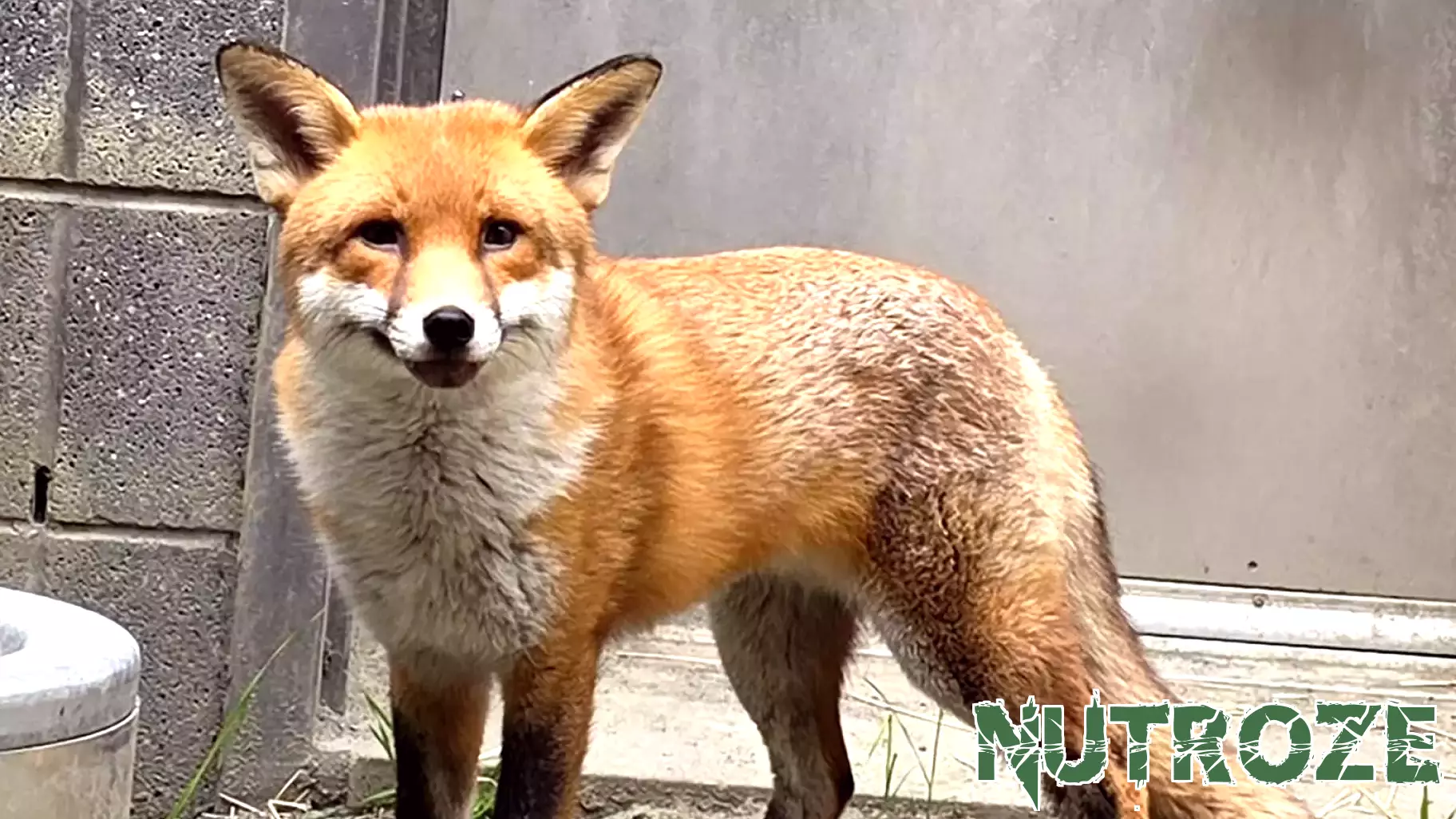 Stowaway Fox Gets Clean Bill of Health and a Name: Basil (Like ‘Dazzle’)