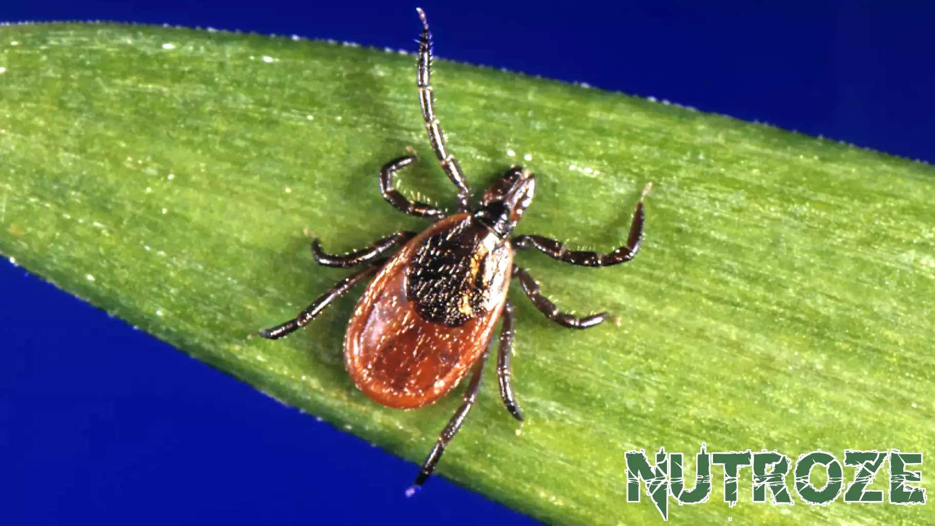 Surge in Blacklegged Ticks in Vermont Raises Health Concerns