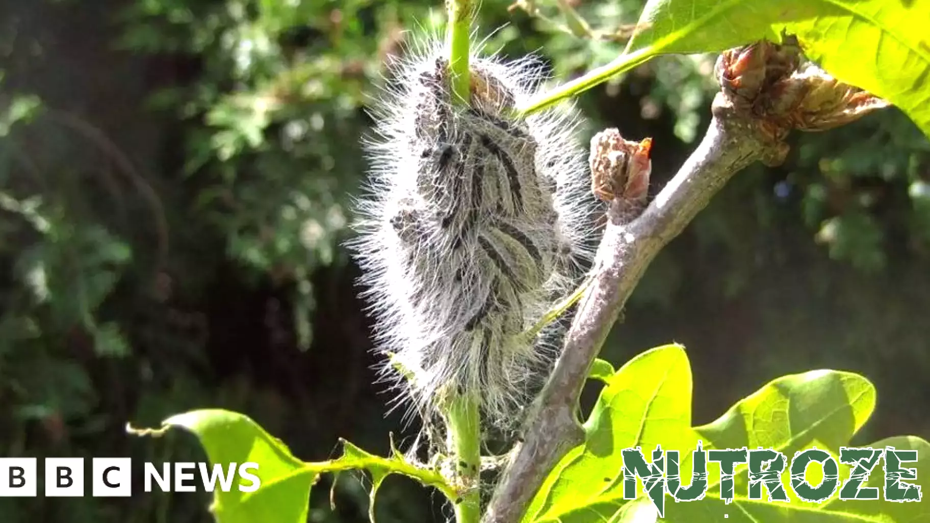 Toxic caterpillar outbreaks prompt health warnings