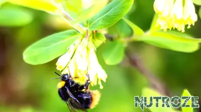 Bumble Bees' Dietary Choices May Be Harming Their Health