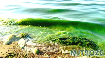 DOH-Leon Lifts Blue-Green Algae Health Alert for Pond Near Dorothy B. Oven Park - Florida Department of Health in Leon County
