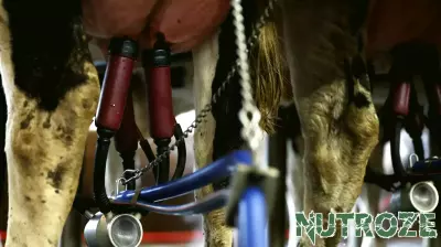 FDA Suspends Milk Quality Testing Amid Budget Cuts