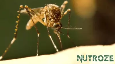 Health Officials Alert Residents About Increased Mosquito Activity