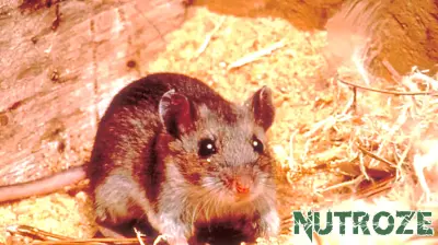 Health Officials Look into Hantavirus Case in Lyon County