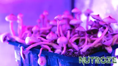 Psychedelics Show Promise in Alleviating Mental Health Issues Through Inflammation Reduction