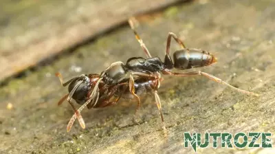 Stealthy Invasive Asian Needle Ant Threatens Public Health Across 19 States