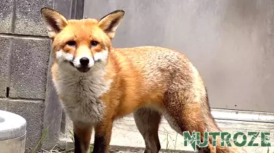 Stowaway Fox Gets Clean Bill of Health and a Name: Basil (Like ‘Dazzle’)
