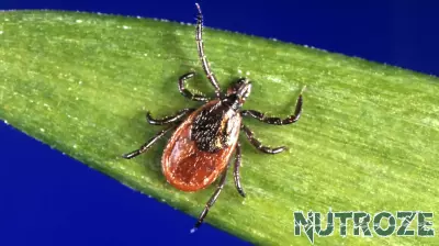 Surge in Blacklegged Ticks in Vermont Raises Health Concerns